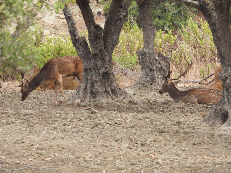 Elafia Platoni Dama Dama 040522