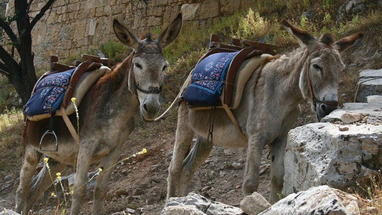 Gaidourakia Lindos 240725