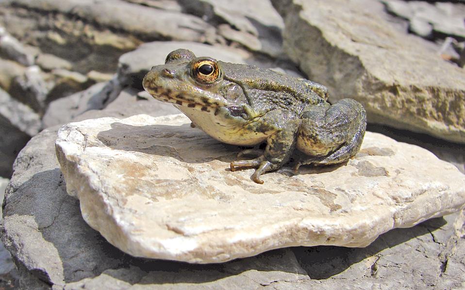 Batraxos Karpathou Pelophylax Cerigensis 040320