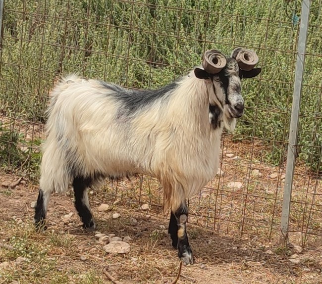 Oulokeros Elliniko Eidos Katsikas 070425